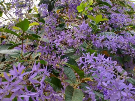 Les fleurs dans le jardin